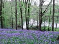 2. Rossmore in Spring - Bluebells at the lakeside.